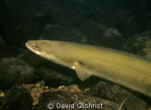 An American eel moves along the bottom of the Niagara riv... by David Gilchrist 